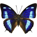 Blue Leafwing - Anaea cyanea icon
